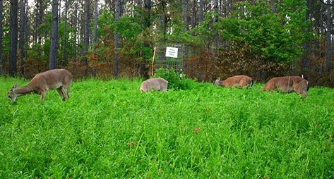Frosty Berseem Clover Seed - 50 Lbs. - Seed Barn