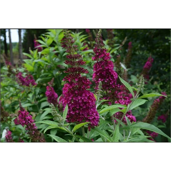 (Funky Fuchsia) First Editions Plant Butterfly Bush - 2 Gallon