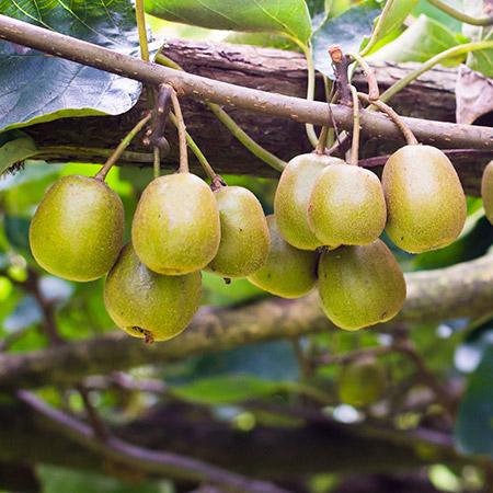 Fuzzy Kiwi Vine Plant - 1 Gallon - Seed Barn