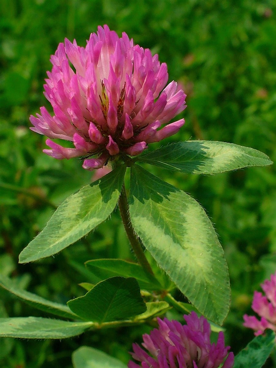 Gallant Red Clover Seed - 10 Lbs. - Seed Barn