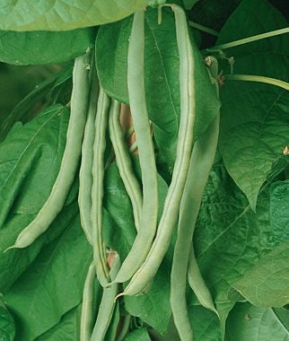 Garden Bean Kentucky Wonder Pole Seed Heirloom - 1 Packet - Seed Barn