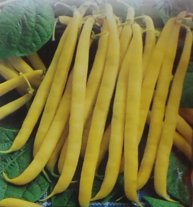 Garden Bean Pencil Pod Black Wax Seed - 1 Packet - Seed Barn