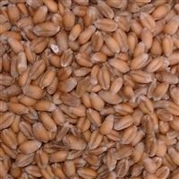 Georgia Gore Wheat Seed (Beardless) - 25 Lbs. - Seed Barn