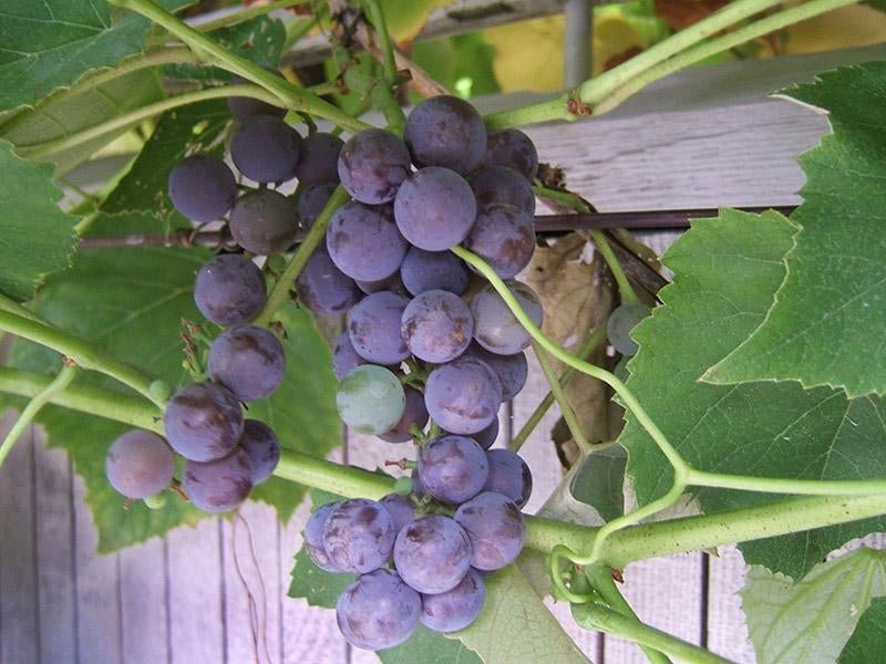 Grape Vine - 1 Gallon - Seed Barn