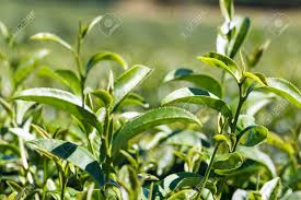 Green Tea Plant - 1 Gallon - Seed Barn