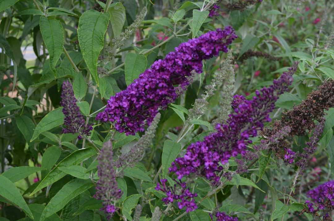Groovy Grape First Editions Plant Butterfly Bush - 2 Gallon - Seed Barn