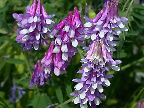 Hairy Vetch Seed - 20 Lbs. - Seed Barn