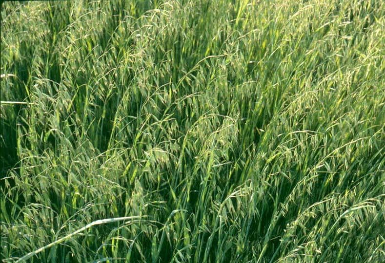 planting oats with grass seed Harrison Oats Seed