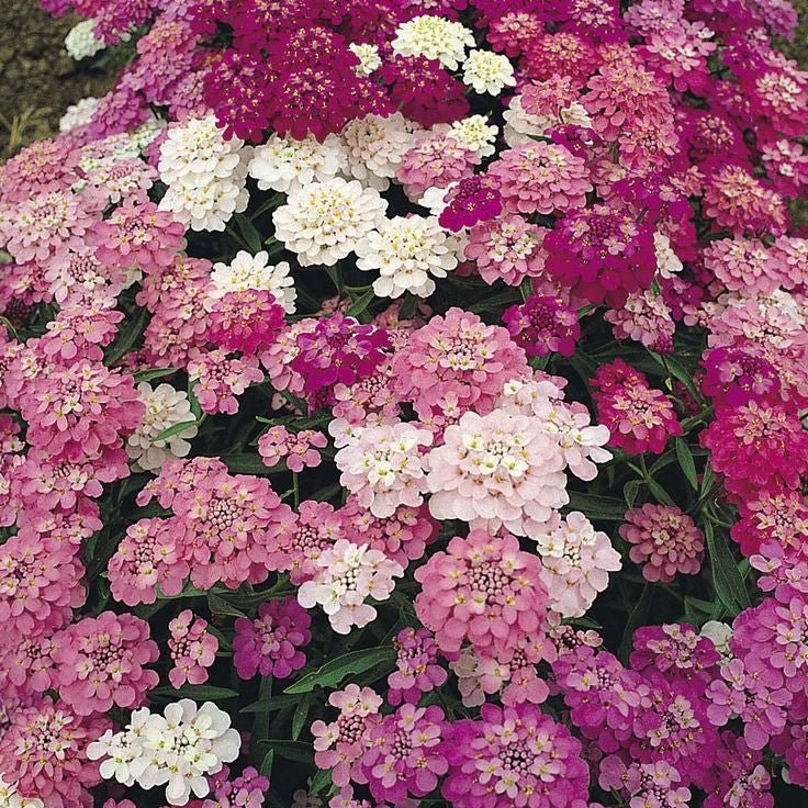 Heirloom Umbellata Candytuft - packet - Seed Barn