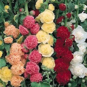 Hollyhock Chater&#39;s Double Mixed Colors Seed Heirloom - 1 Packet - Seed Barn