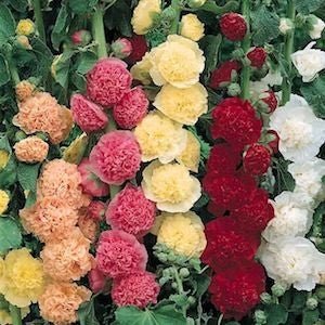 Hollyhock Chater's Double Mixed Colors Seed Heirloom - 1 Packet - Seed Barn