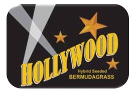 Hollywood Bermuda Grass Seed - 1 lb - Seed Barn