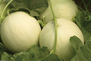 Honeydew Type Muskmelon - packet - Seed Barn
