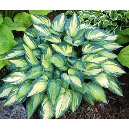 Hosta Plant - 2.5 Quarts - Seed Barn