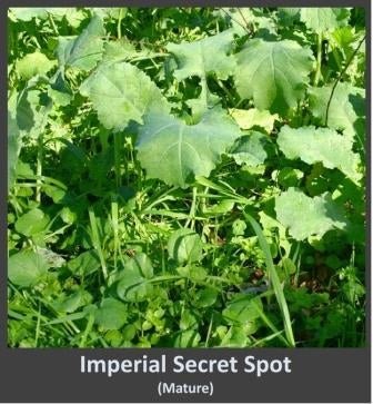 Imperial Whitetail Secret Spot - 4 Lbs. - Seed Barn