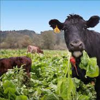 Kale Seed Maris Kestrel (Kestral) - 50 Lbs. - Seed Barn