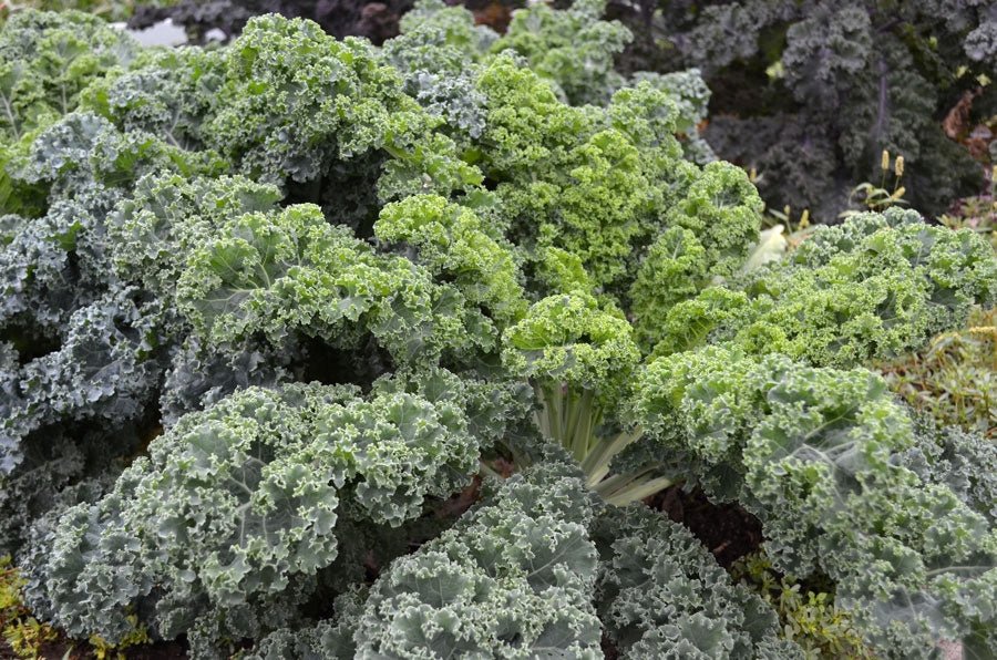 Kale Vates Dwarf Blue Curled Seed - 1 Packet - Seed Barn