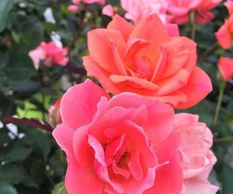 Knock Out Coral Roses - 1 Gallon - Seed Barn