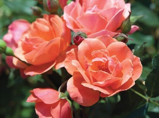 Knock Out Coral Roses - 2 Gallon - Seed Barn