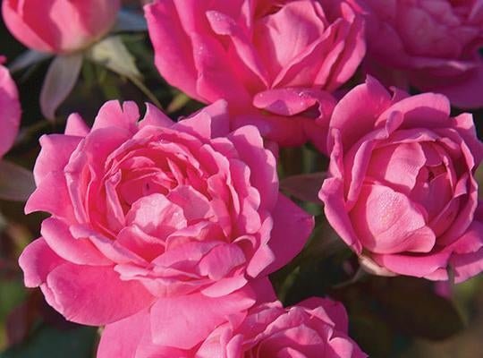 Knock Out Double Pink Roses - 1 Gallon - Seed Barn