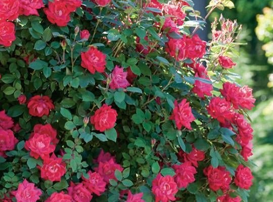 Knock Out Double Red Roses - 1 Gallon - Seed Barn