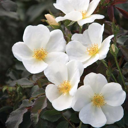 Knock Out White Roses - 2 Gallon - Seed Barn