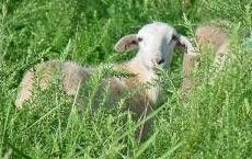 Kobe Lespedeza Seed - 20 Lbs. - Seed Barn