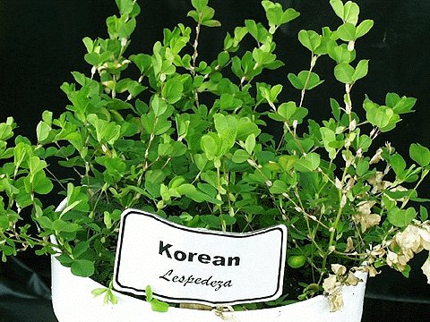 Korean Lespedeza Seed - 25 Lbs. - Seed Barn