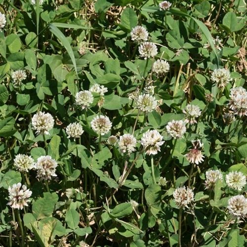 Ladino Clover Seed - 4 Lbs. - Seed Barn