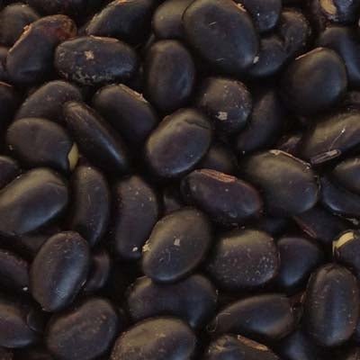 Laredo Soybean Seed - 1 Lb. - Seed Barn