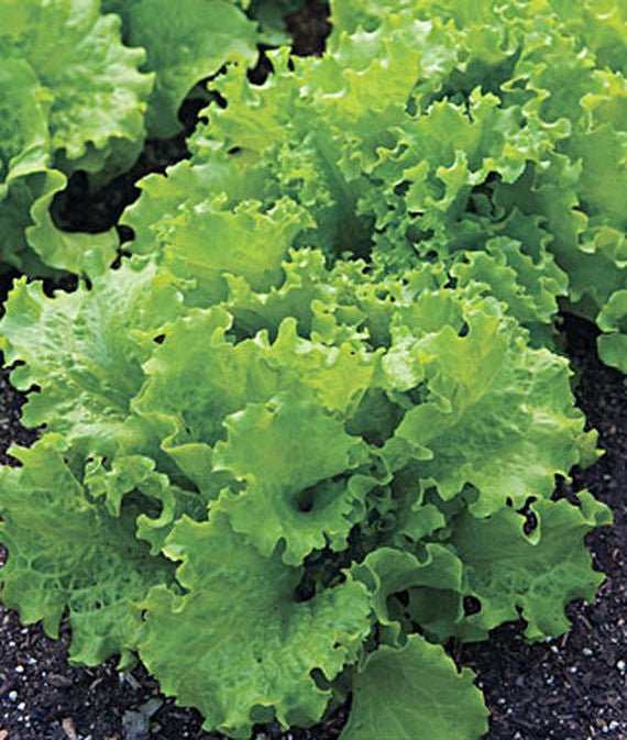 Lettuce Black Seeded Simpson Seed Heirloom - 1 Packet - Seed Barn