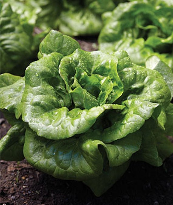Lettuce Buttercrunch Seed - 1 Packet - Seed Barn