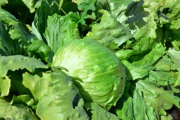 Lettuce Iceberg Seed - 1 Packet - Seed Barn