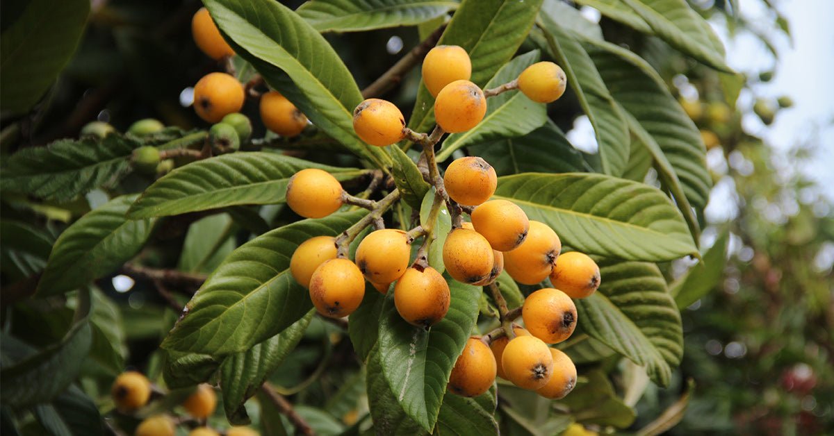 Loquat Fruit Tree - 1 Gallon - Seed Barn