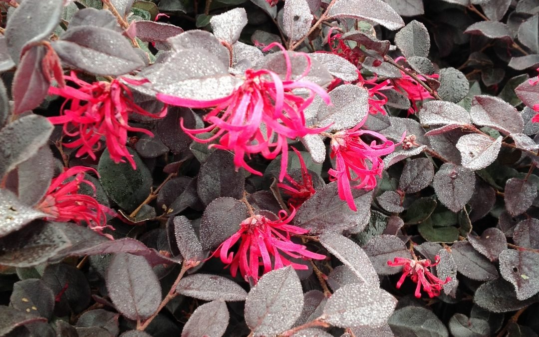 Loropetalum Sangria Plant - 2 Gallon - Seed Barn