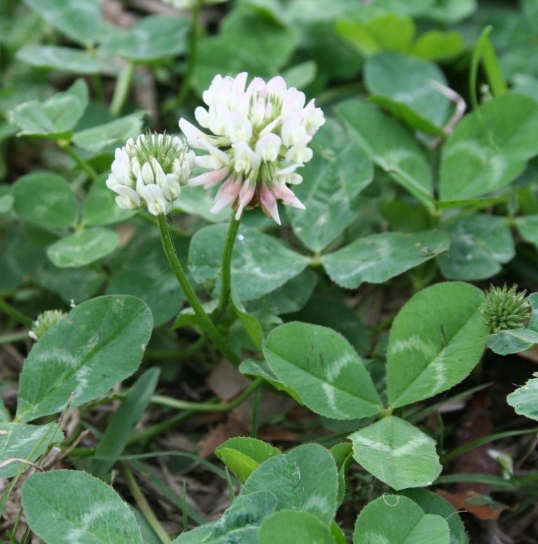 Louisiana S-1 White Clover Seed - 5 Lbs. - Seed Barn
