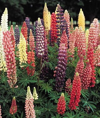 Lupines Russell Perennial Hybrid Mixed Colors Seed Heirloom- 1 Packet - Seed Barn