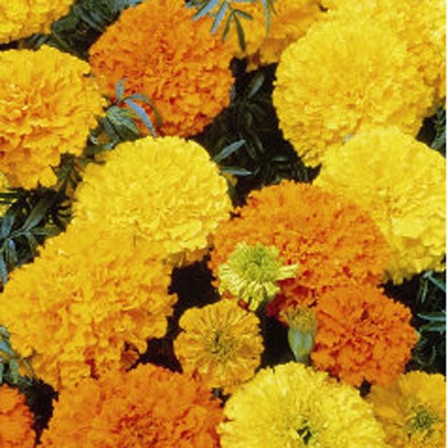 Marigold Crackerjack Seed - 1 Packet - Seed Barn