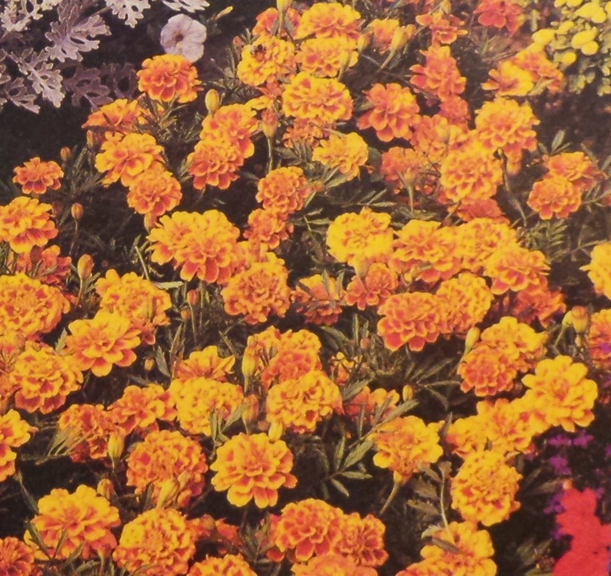 Marigold Sparky Mixed Colors Seed - 1 Packet - Seed Barn