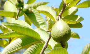 Mexican White Guava Tree Plant - 1 Gallon - Seed Barn