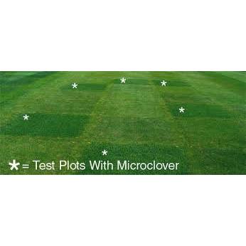 Micro Clover Seed (Pipolina) Certified - Seed Barn