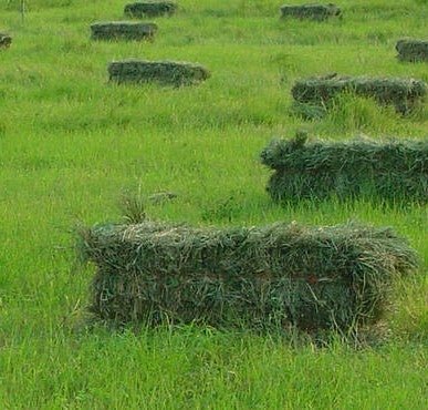 Moxie Teff Grass Seed - 50 Lbs. - Seed Barn