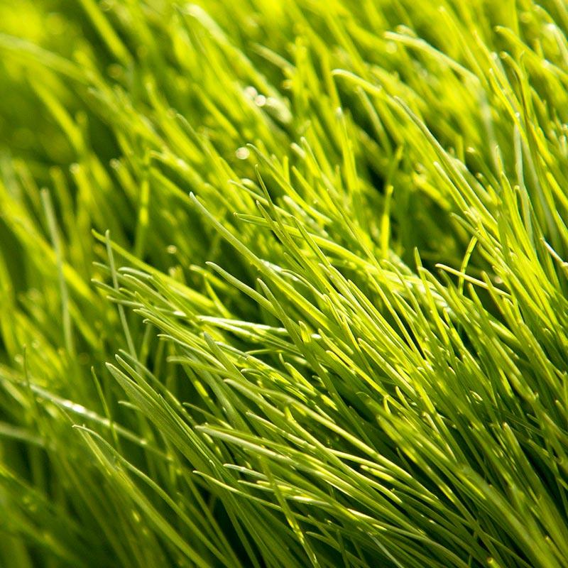 NUI Perennial Ryegrass Seed (Forage) - 50 Lbs. - Seed Barn