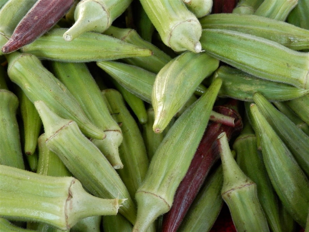Okra Clemson Spineless Seed - 1 Packet - Seed Barn