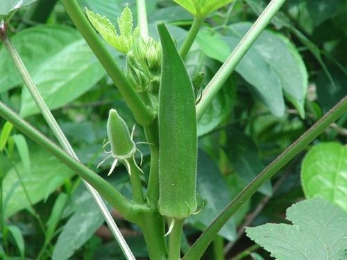 Okra Seed Clemson Spineless - 1 Lb. - Seed Barn