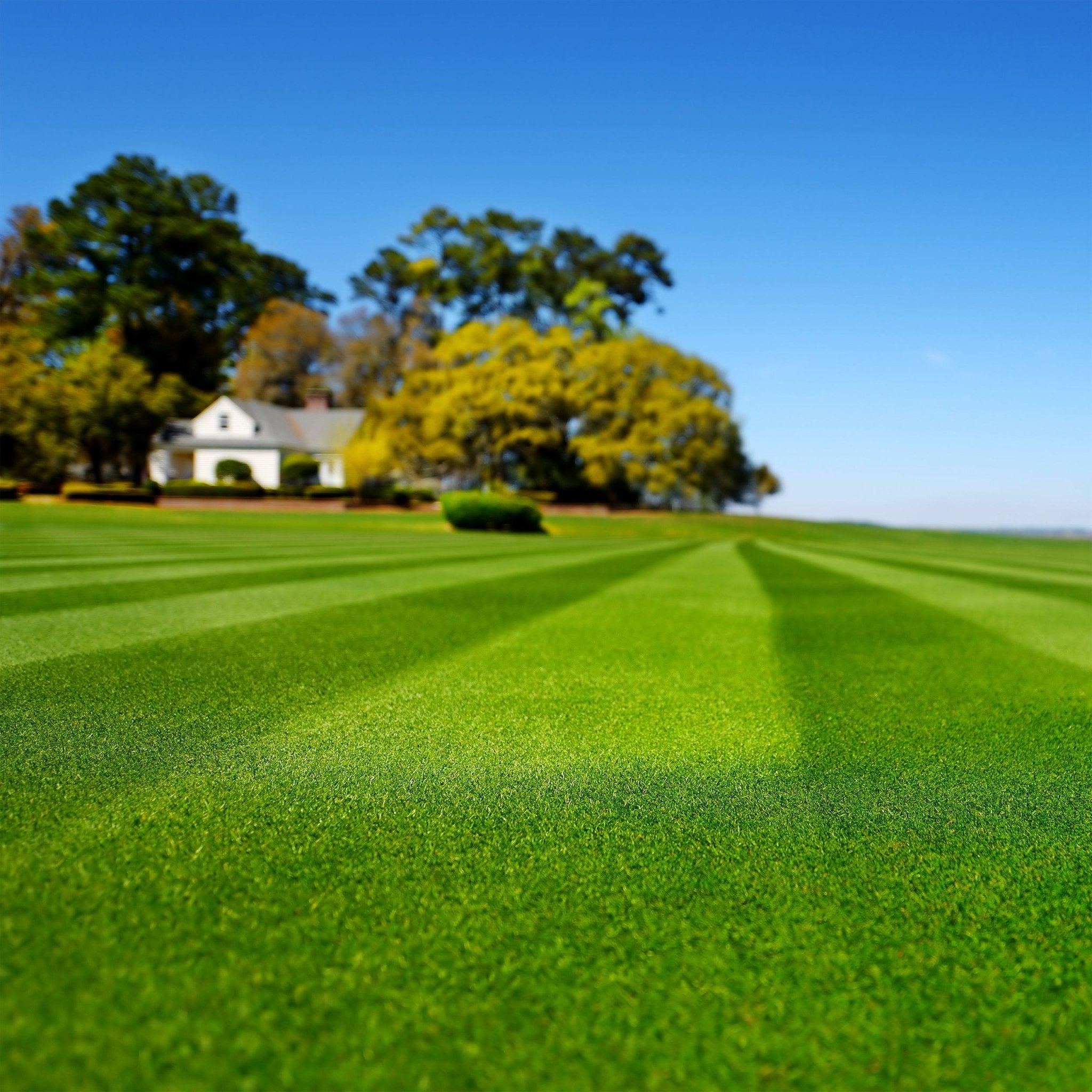 blackjack bermuda grass seed lowe's Blackjack Bermuda Grass Seed