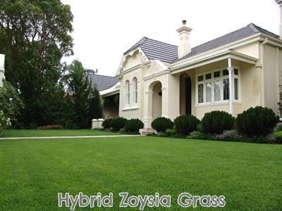 (On Backorder) Hybrid Zoysia Grass Seed - 1 Lb. - Seed Barn
