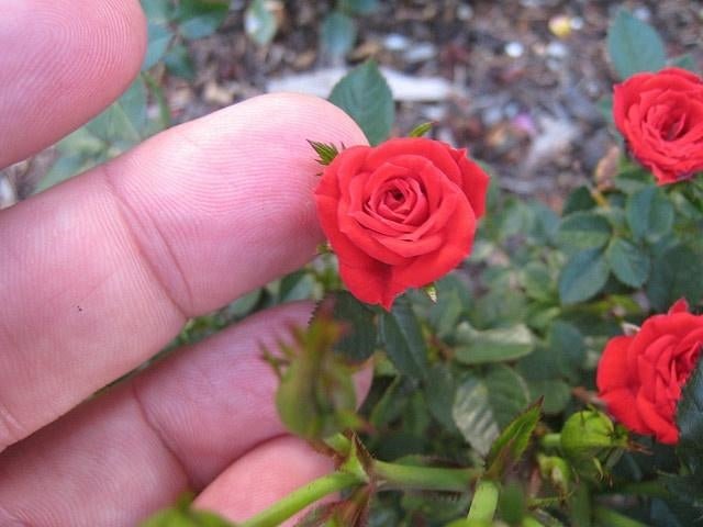 Mini Roses - 1 Gallon - Seed Barn