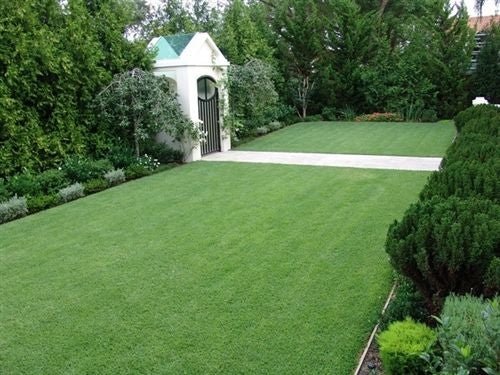 SeedRanch Zoysia Certified Grass Seed - 1 Lb.