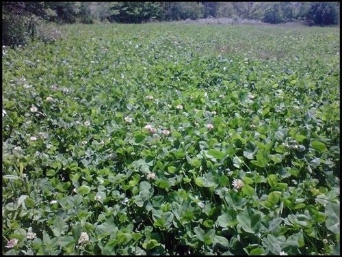 Osceola Ladino Clover Seed (Coated) - 1 Lb. - Seed Barn